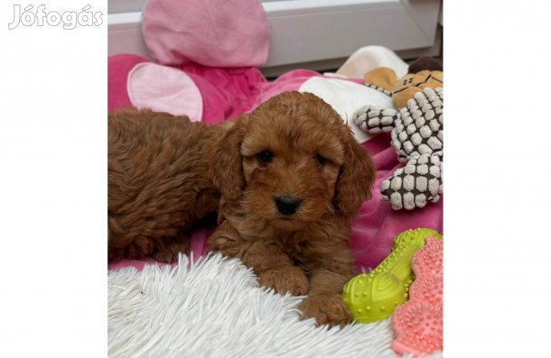 Törpe uszkár kisfiú foglalózható