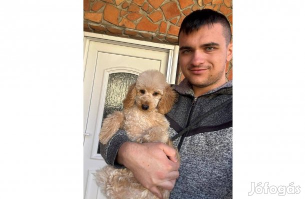 Törpe uszkár kisfiú gazdiját várja 3 oltással , veszettség oltással