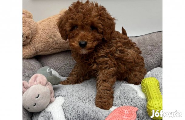 Törpe uszkár kisfiú gazdiját várja