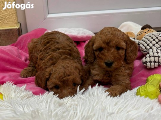 Törpe uszkár kisfiú gazdiját várja