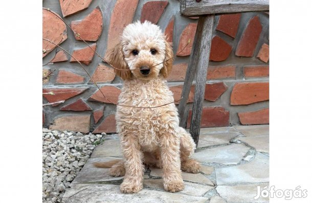 Törpe uszkár kisfiú veszettség és 3 oltással gazdit keres