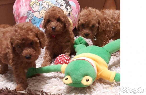 Törpe uszkár kisktyák január 22-től ( toy apától)