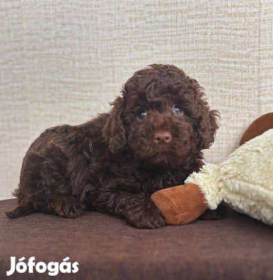 Törpe uszkár kislány !