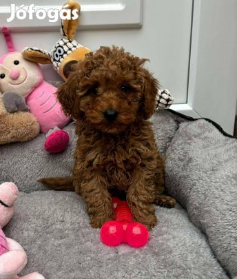 Törpe uszkár red fiú gazdisodna