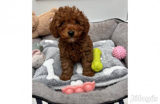 Törpe uszkár red kisfiú chippelve 3 oltással keresi szerető gazdiját