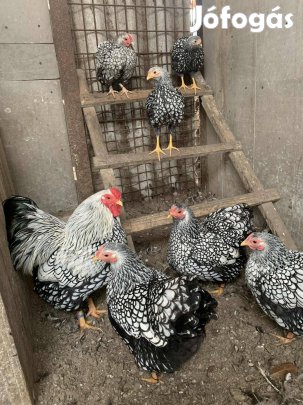 Törpe wyandotte család eladó