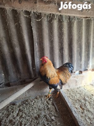 Törpe wyandotte tojás