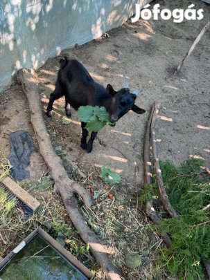Törpekecske eladó