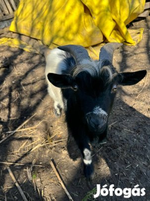 Törpekecske eladó