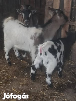 Törpekecskék törpe kecske 