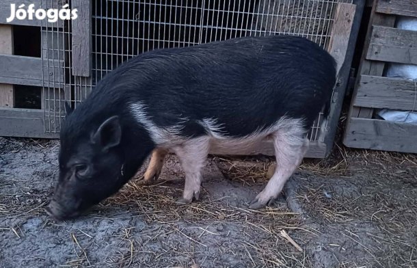 Törpemalac lány (csere is érdekel)