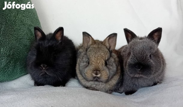 Törpenyúl, Holland törpenyúl