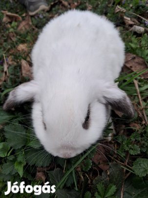 Törpenyúl, Nyúl, Lógófülű Nyuszi ,Kosorrú Lógófülű törpenyuszi 