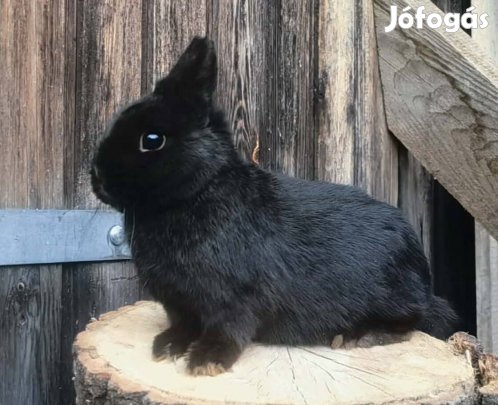 Törpenyúl (Színes Törpe) 