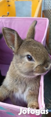 Törpenyúl , törpenyuszik