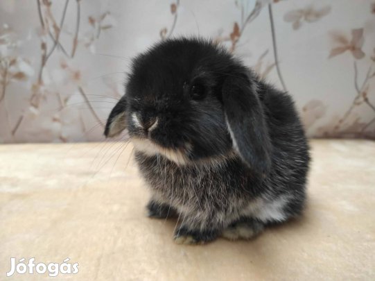 Törpenyúl, mini kosorrú nyuszi, törpe nyuszi 