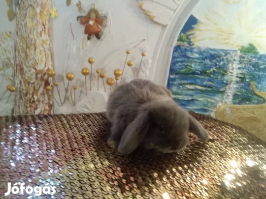 Törpenyúl, nyuszi babák