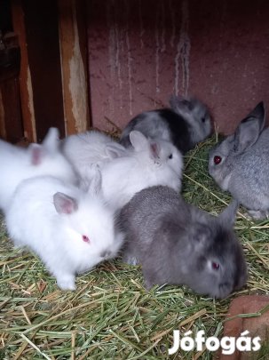 Törpenyúl, oroszlánfejű, nyúl, nyuszi