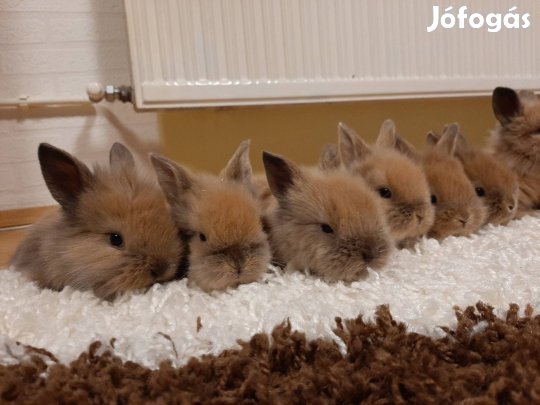 Törpenyúl, oroszlánfejű törpenyúl 