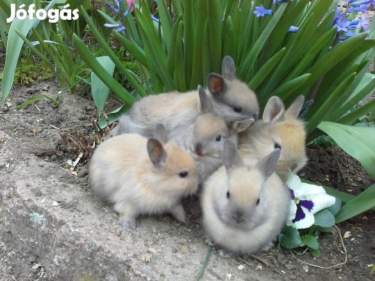 Törpenyúl, oroszlánfejű törpenyúl