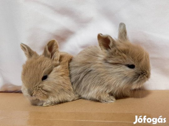 Törpenyúl, oroszlánfejű törpenyúl, nyúl