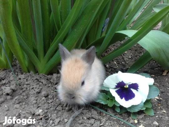 Törpenyúl, oroszlánfejű új otthonát keresi