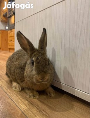 Törpenyúl, új helyre költöznének