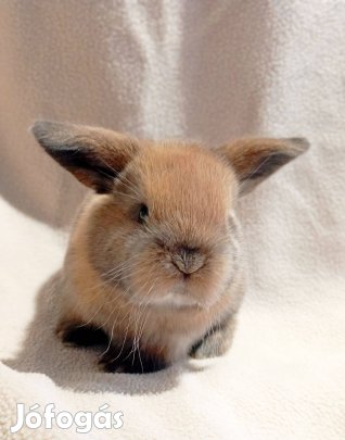Törpenyúl állománycsökkentés 30 nyuszi egyben eladó