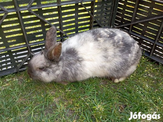 Törpenyúl eladó