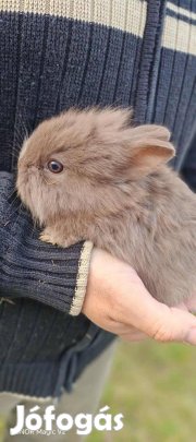 Törpenyúl eladó