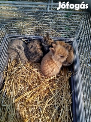 Törpenyúl eladó 