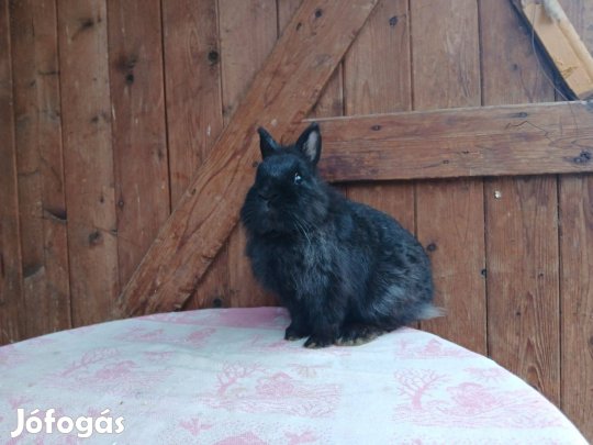 Törpenyúl fiúcska / nyúl