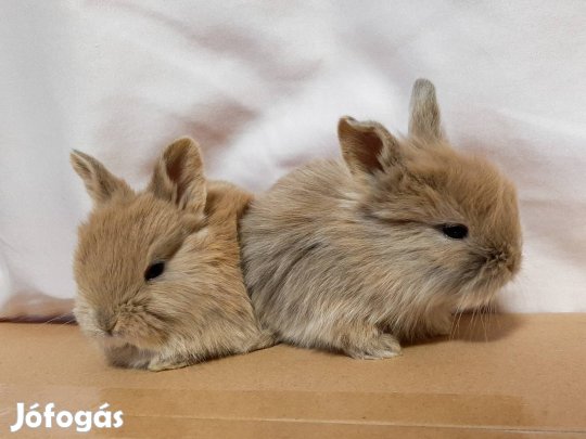 Törpenyúl gondoskodó gazdájat keresi
