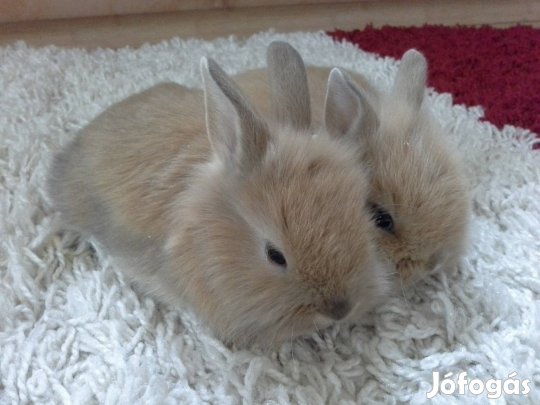 Törpenyúl gondoskodó gazdáját keresi 