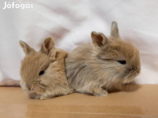 Törpenyúl gyönyörűség elvihetiő