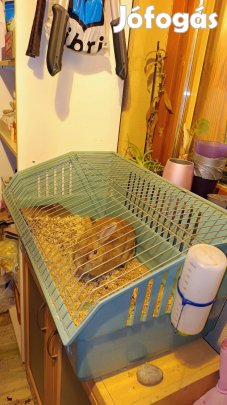 Törpenyúl ketrecekkel