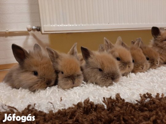 Törpenyúl szépség 