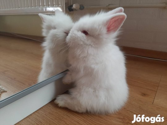 Törpenyúl új helyre költözne