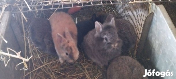 Törpenyulak Akciós Alkuképes Áron