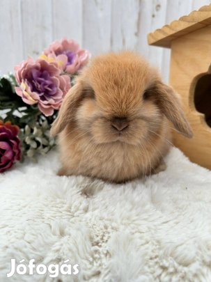 Törpenyuszi, mini kosorrú, lógófülű törpenyúl