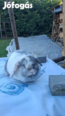 Törpenyuszi eladó!