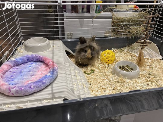 Törpenyuszi ketreccel