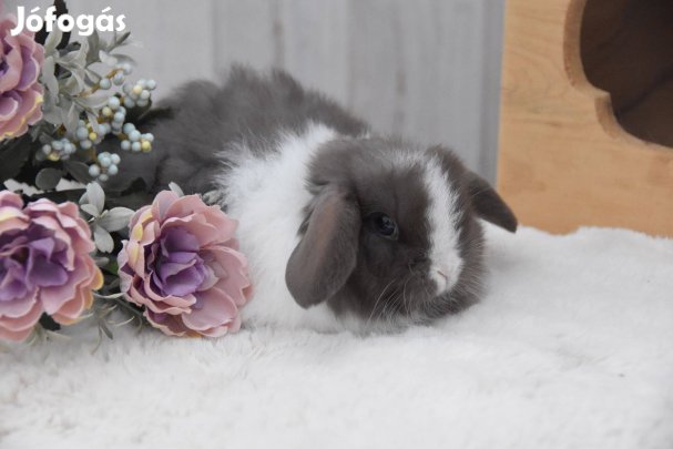 Törpenyuszi tenyészetből, mini kosorrú