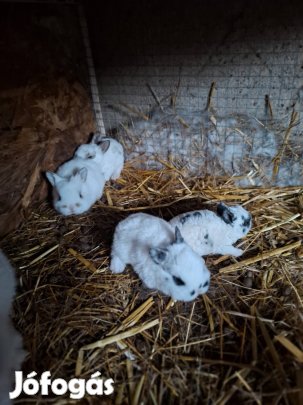 Törpenyuszik eladók hamarosan