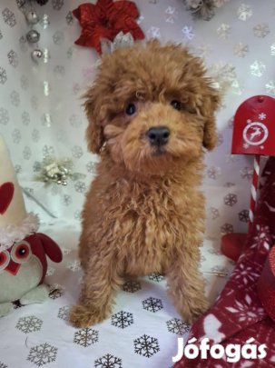 Törpeuszkár fajtajellegű kislány