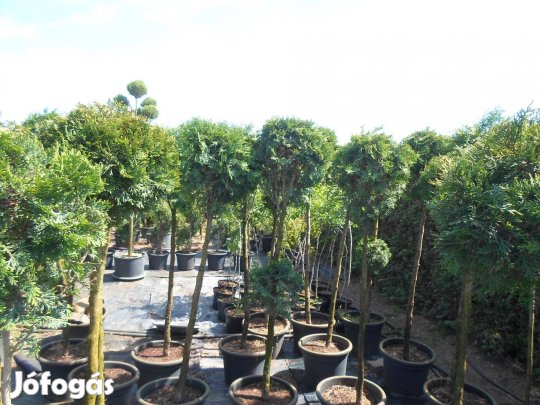 Törzses gömb növények,nagy méretben Akciós Áron! 2 db-tól 19 000 Ft