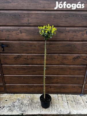 Törzses kecskerágó