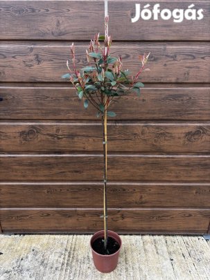 Törzses korallberkenye