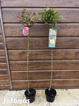 Törzses rózsa, 2 fajta