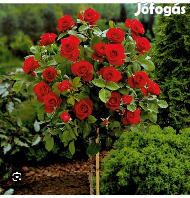 Törzses rózsafák 